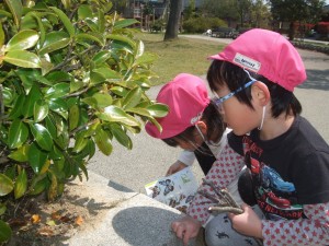 植物図鑑で調べよう 社会福祉法人 陽風園